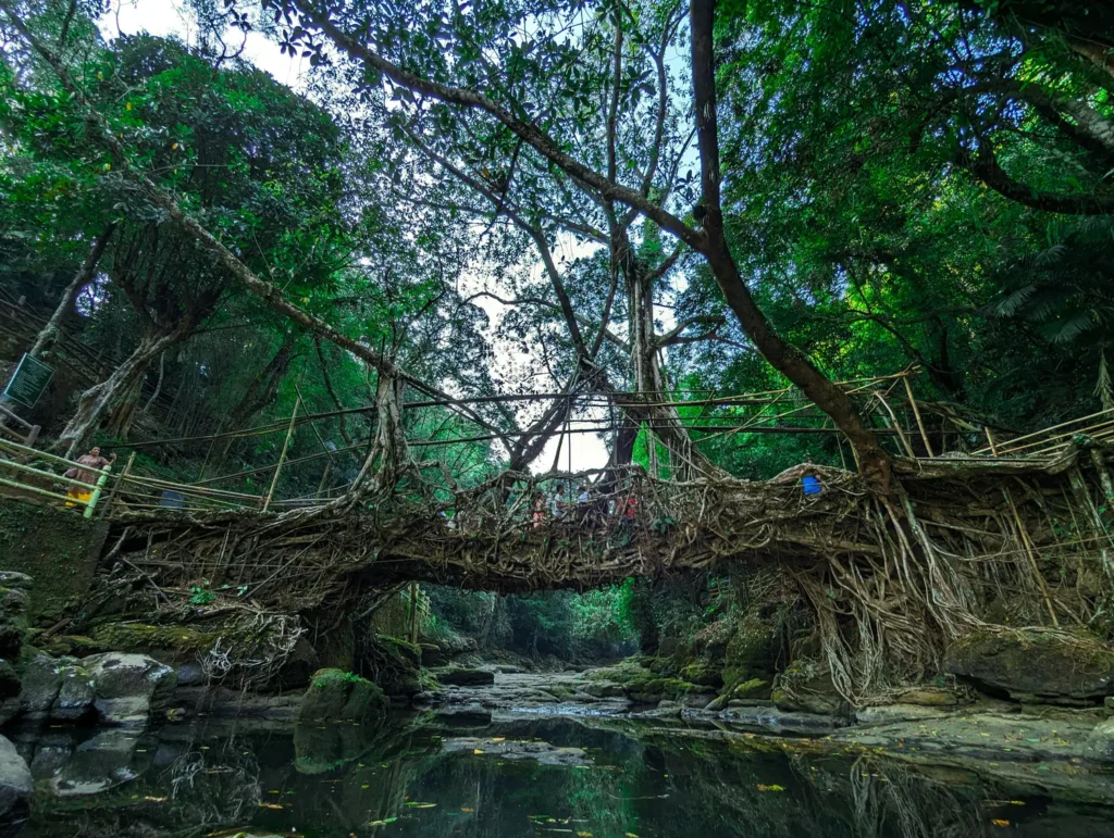 double decker root bridge cherrapunjee